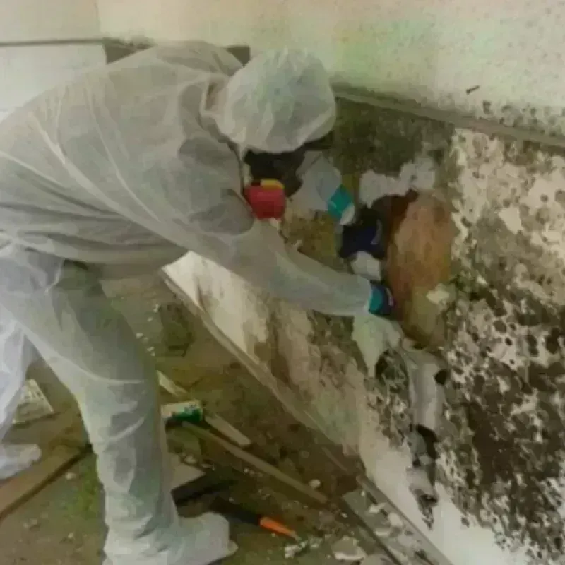 Mold Remediation and Removal in Saint Charles, IL